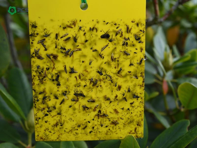 Cách diệt côn trùng ăn lá